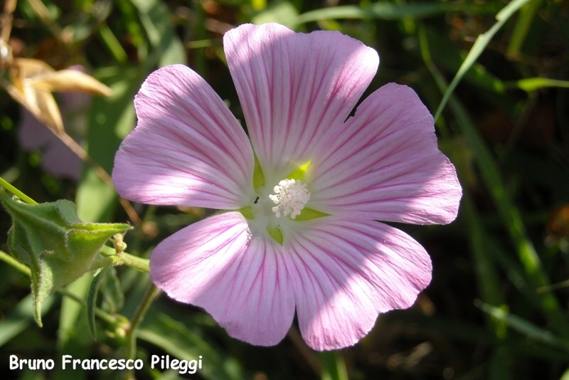 Malva punctata